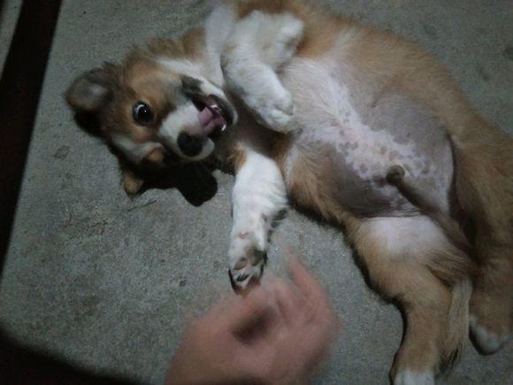 流浪小奶狗饿坏了直舔包装袋,女孩掏出零食后,小家伙立马凑过来