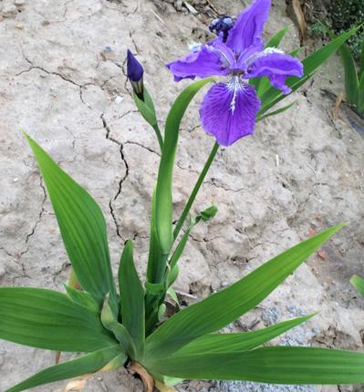 鸢尾科植物紫色谷鸢尾