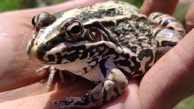 青蛙(黑斑蛙)养殖项目火热,养殖户必知的青蛙特征和生活习性,新手推荐