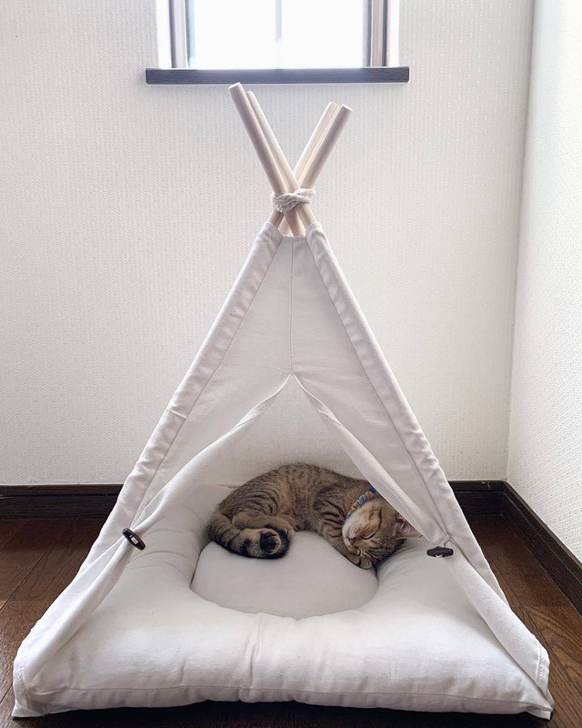 日本一小奶猫成精睡姿萌化网友