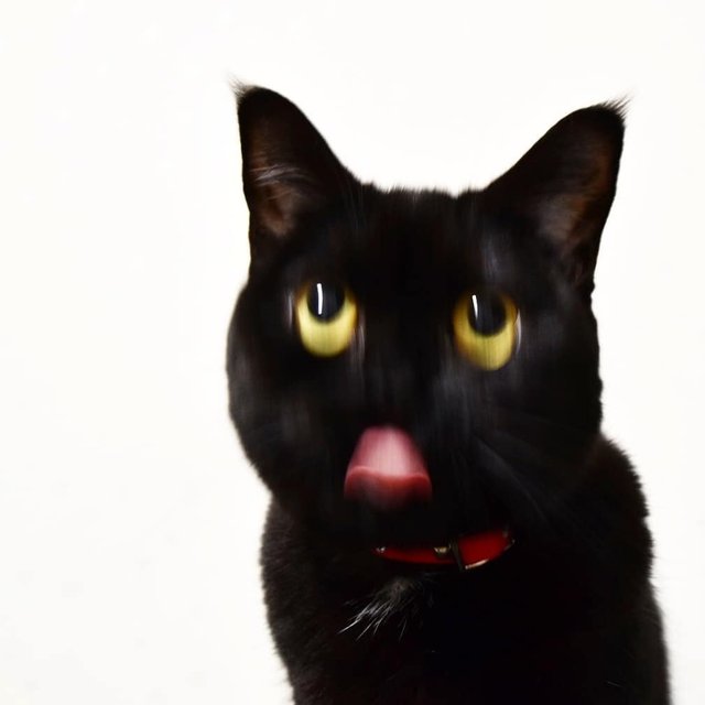 超可爱的黑猫,爱了爱了!