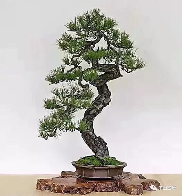 松树盆景怎样矮化
