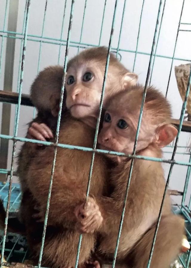 致命野味,非法盗猎和买卖为何屡禁不止?