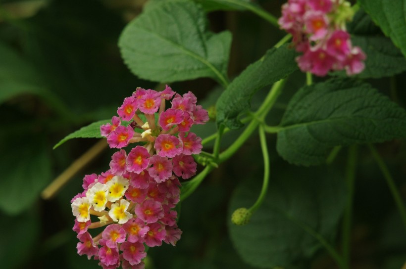 2月下旬吉星庇佑,运势蹭蹭涨,未来鸿福旺盛的属相