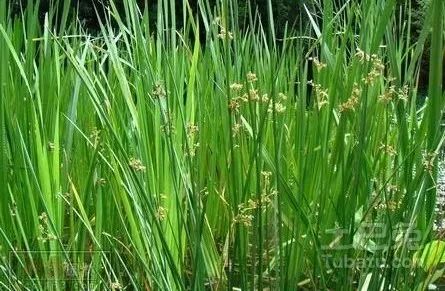 灯芯草的功效与作用_治疗