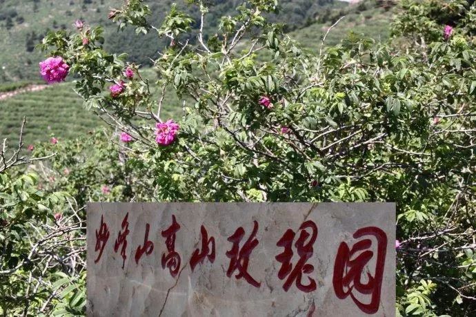 北京妙峰山森林公园玫瑰谷的玫瑰花,已有几百年历史,具备了花型大