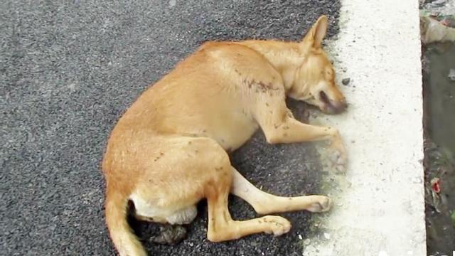 一条可怜的流浪狗躺在街头生命垂危还好遇上了好心人