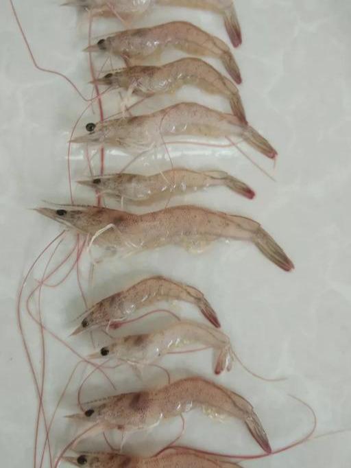 不得不说的对虾白斑病