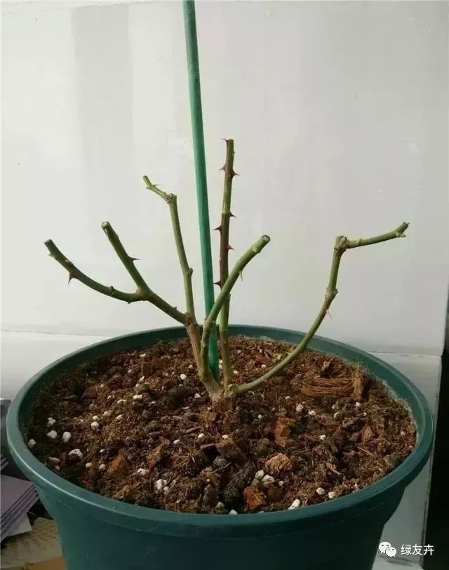 开春前,照这样修剪月季,新芽壮笋猛地冒,春花爆开100朵!