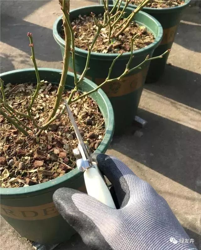 开春前,照这样修剪月季,新芽壮笋猛地冒,春花爆开100朵!