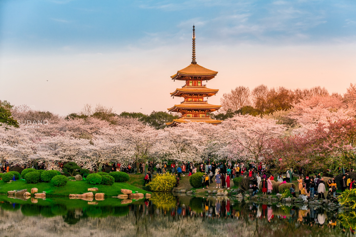 疫情之前的武汉春色东湖磨山樱园世界三大樱花之都之一