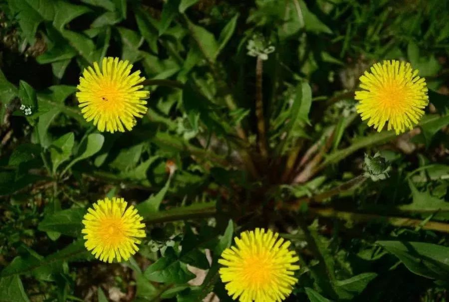 天然胰岛素被发现了饭后吃一点血糖会渐渐稳定下来