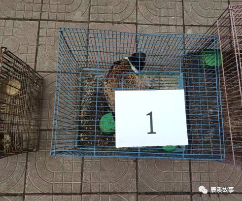 柴某捕获的野鸡1疫情期间顶风作案辰溪警方破获一起非法狩猎野生动物