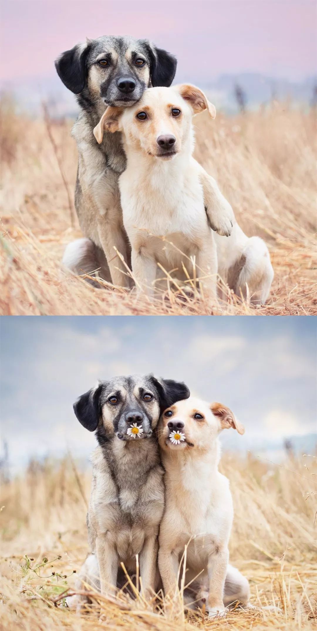 两只小狗秀恩爱图片图片