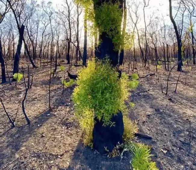 枯木又逢春!山火过后树木开始发芽,澳大利亚灾难过后又重生