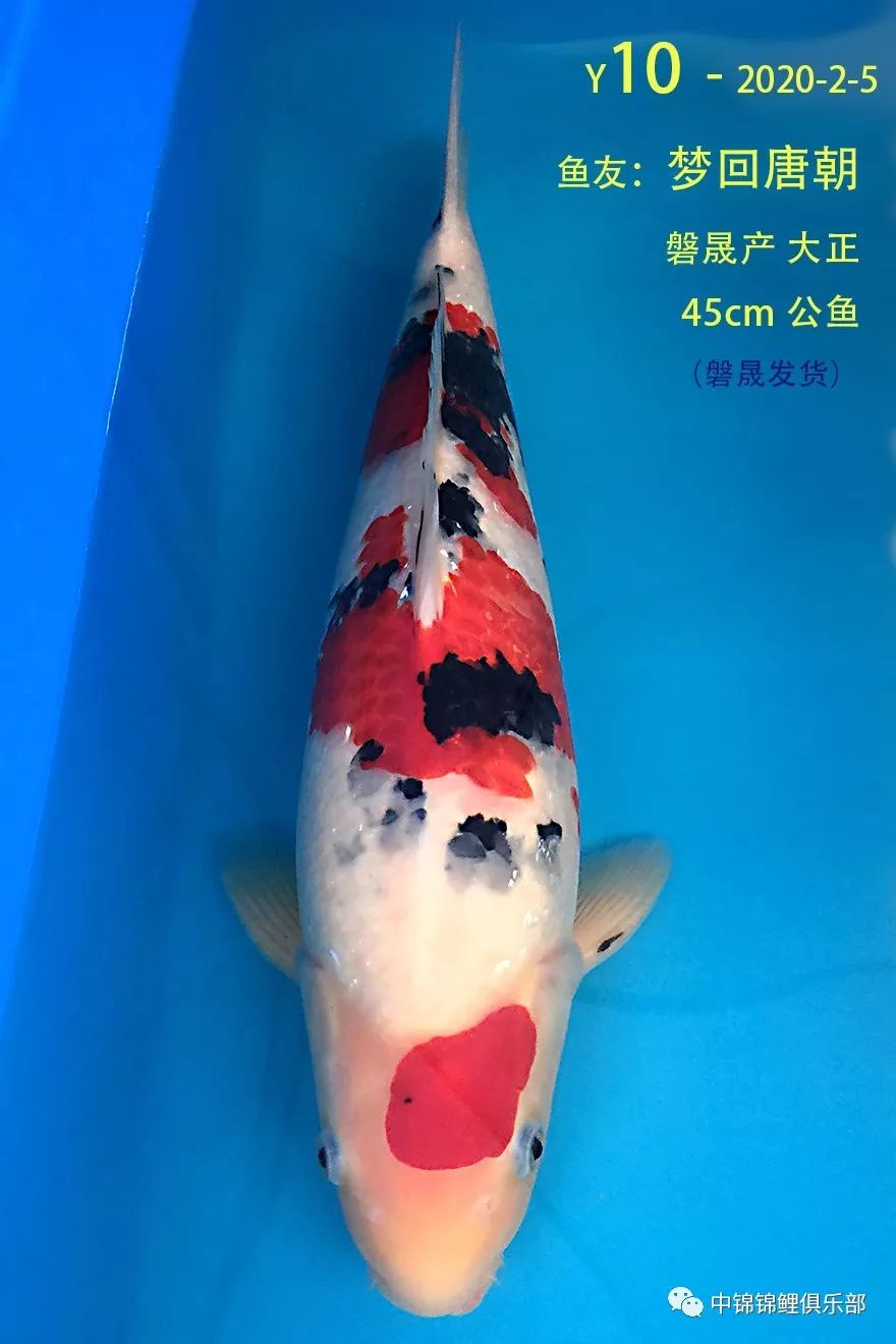 今晚直播|中锦义拍,感谢大家支持