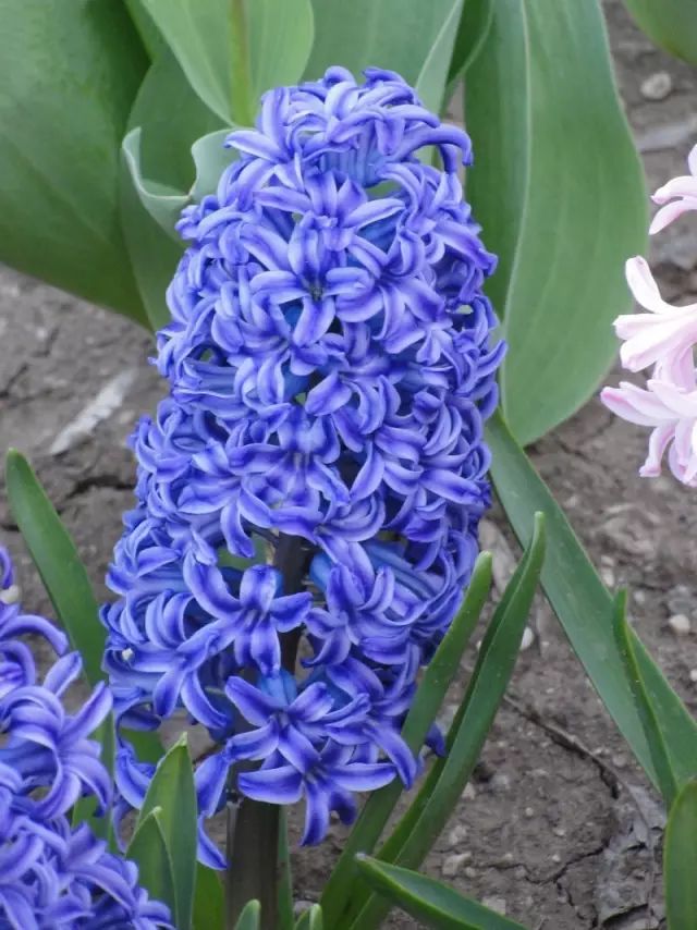 blue學名:hyacinthus科屬名:天門冬科風信子屬花語:生命花色:藍原