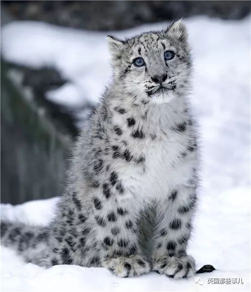 摄影师记录下雪豹母女有爱日常…毛茸茸大尾巴也太好吸了!_妈妈