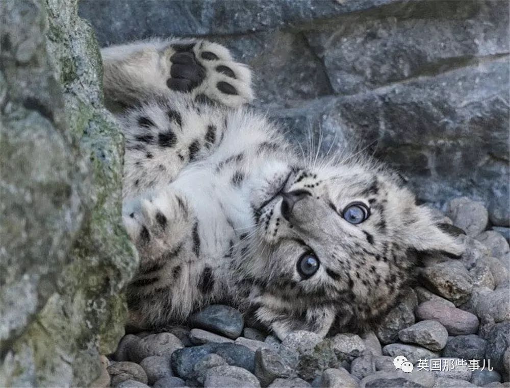 摄影师记录下雪豹母女有爱日常毛茸茸大尾巴也太好吸了