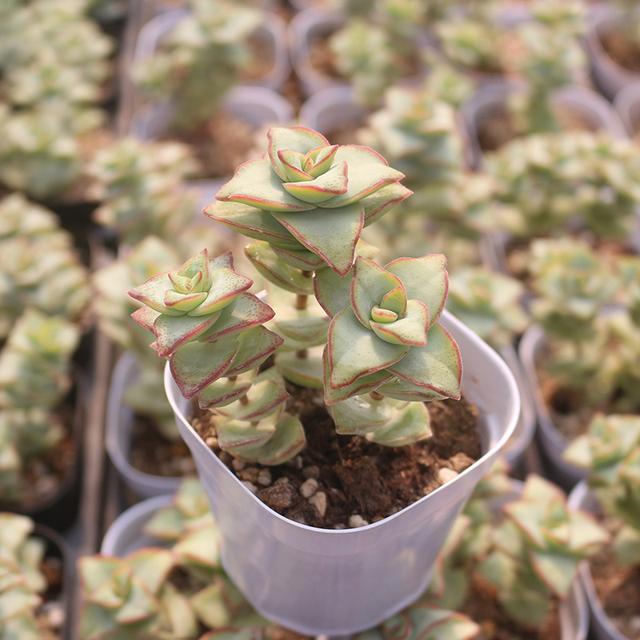 星王子(图)为多年生肉质草本植物,形似星乙女,但叶片较大.
