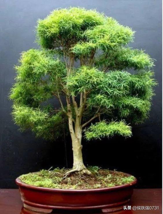 愿大家在新的一年里,幸福美满,福寿安康.