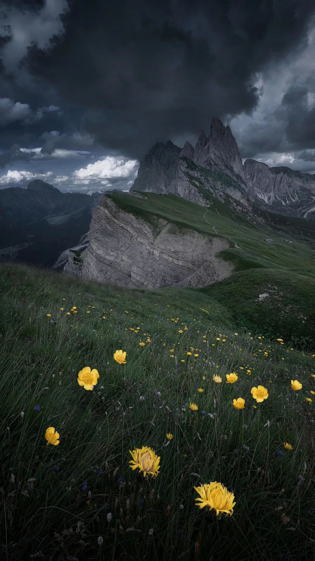 ins风壁纸百花妩媚花花草草壁纸