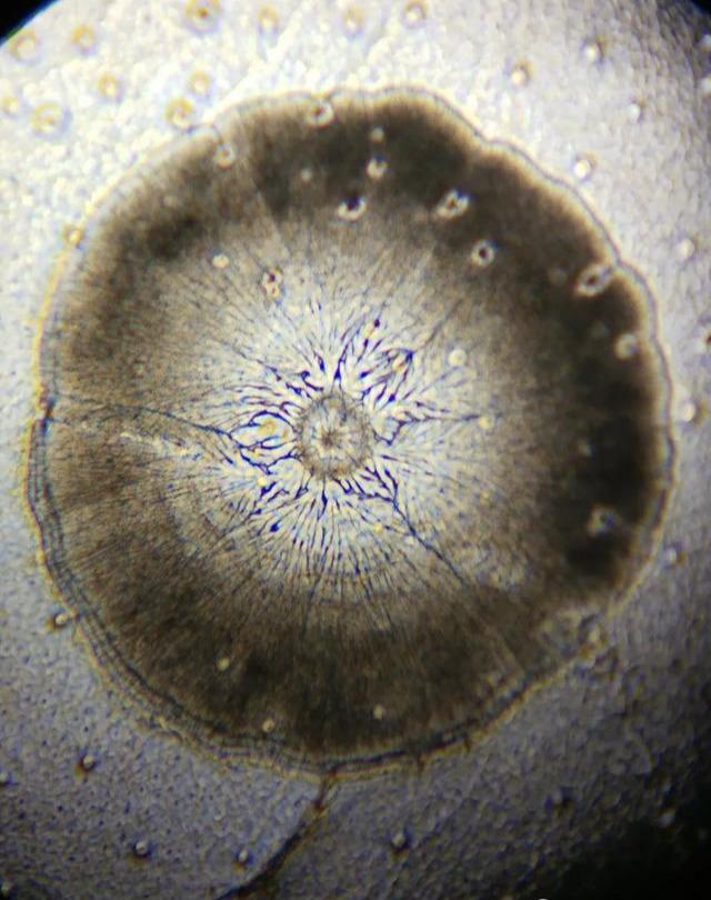 不得不说的对虾白斑病