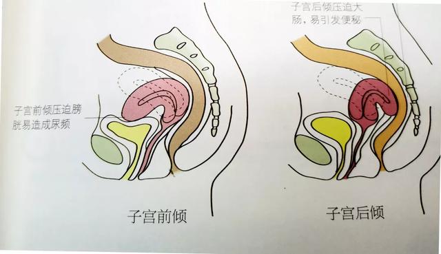 子宫底一般处于低于肚脐下1指处,产后第一天,子宫底的高度会稍高于