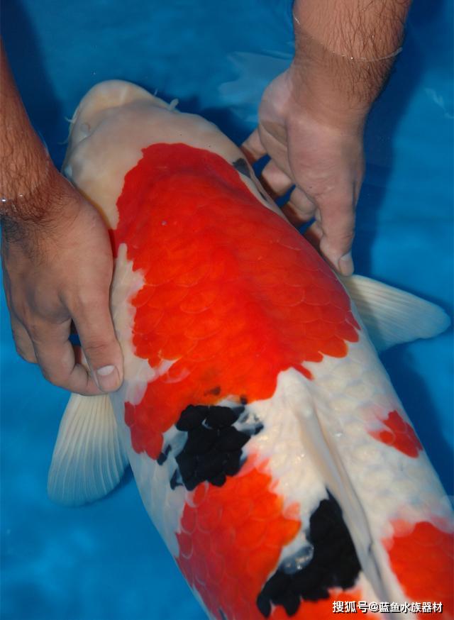 何为锦鲤的墨质