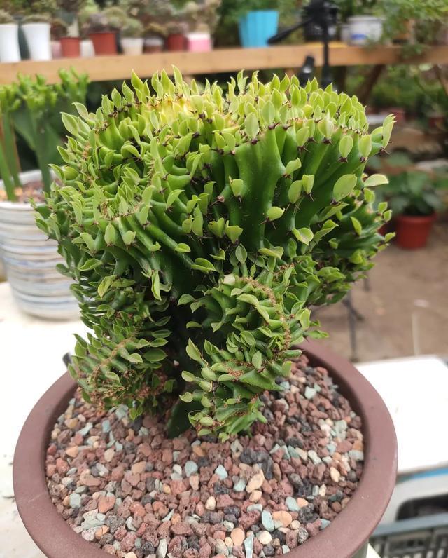 盆栽麒麟掌,按这"方法"养一盆,植株更健壮,翠绿有光泽