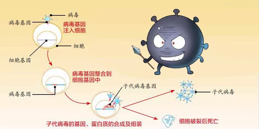 看看病毒的遭遇吧!
