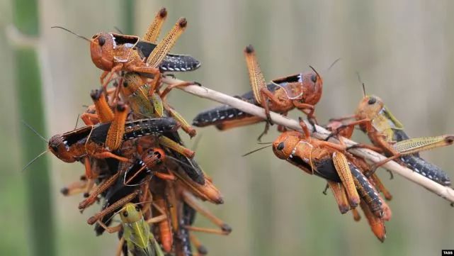 西亚3600亿蝗虫肆虐世界七亿人口恐陷入饥荒
