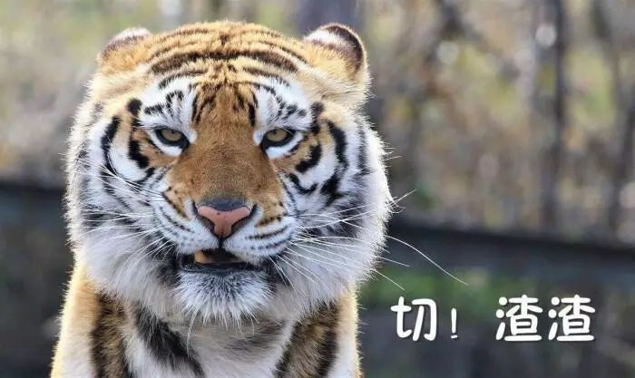 无论你是大猫小猫拍证件照都一样沙雕