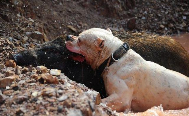 游客冒险拍下这血腥的画面,杜高犬大战公猪,每一口都是血液四溅