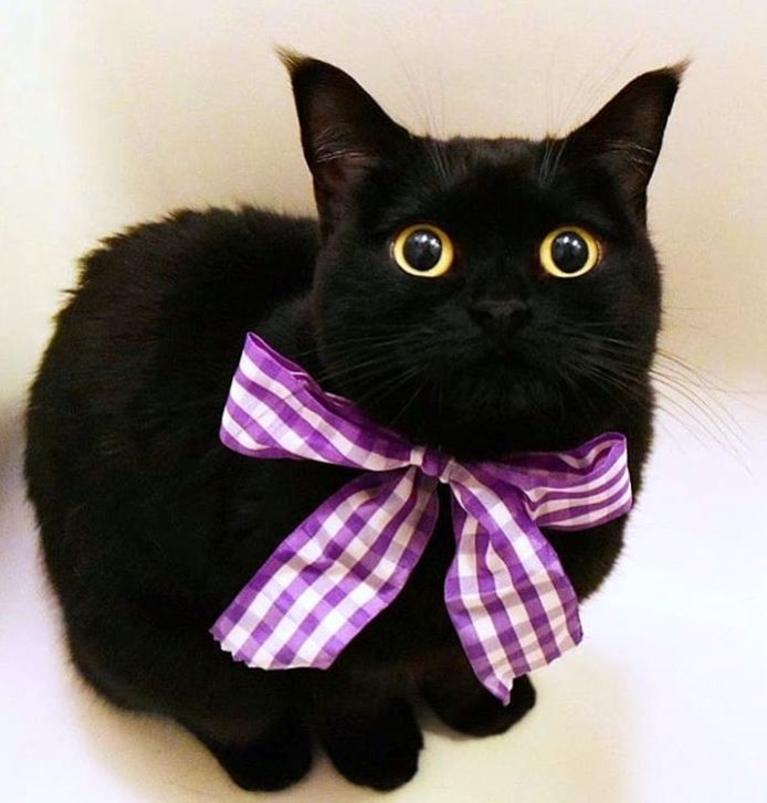 谁说黑猫不上相的它们明明是最可爱的小天使