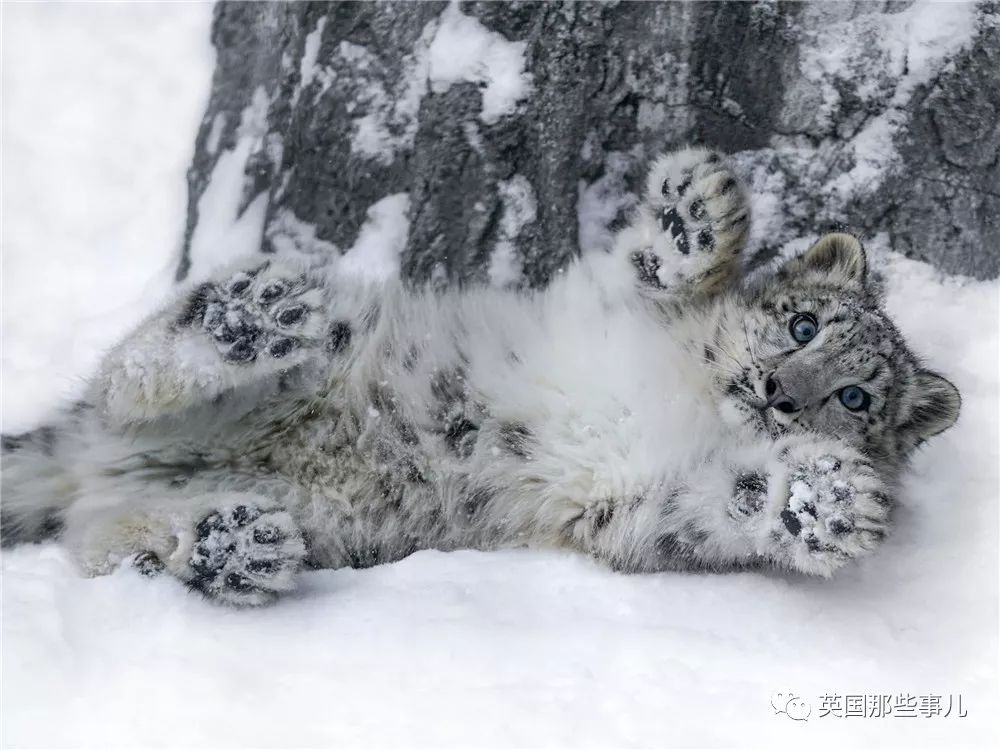 摄影师记录下雪豹母女有爱日常毛茸茸大尾巴也太好吸了