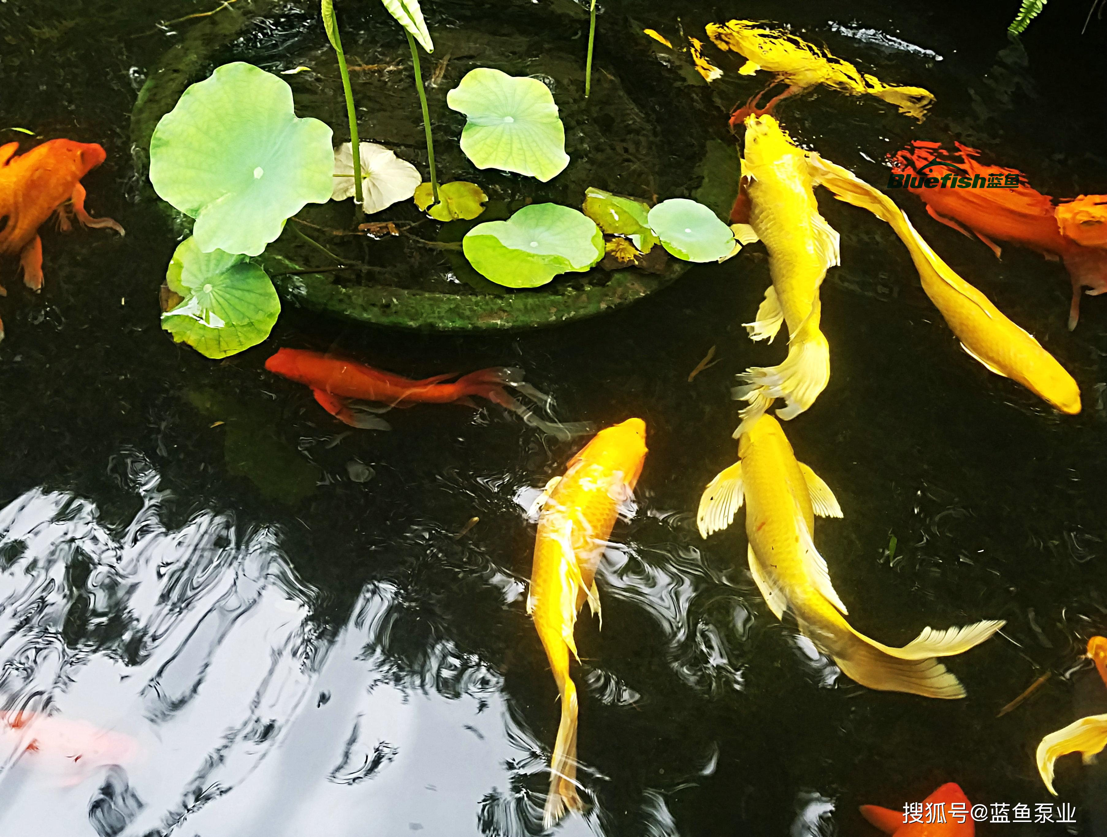 土塘锦鲤水花鱼苗养殖培育技术措施指南