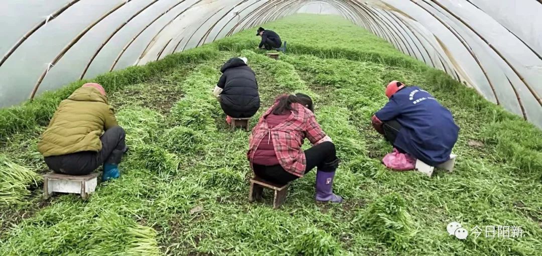 开通绿色通道 保障新鲜蔬菜 宝塔湖蒿助力防疫情稳供应