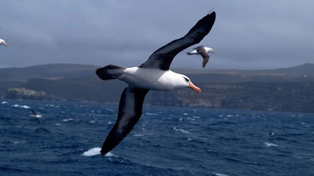 全球最大飞鸟,整天呆在陆地上,翼展可超过3.5米还十分重情_信天翁