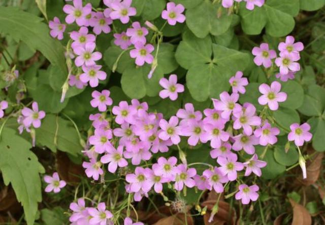 路边,井边有1种草,人称"三叶酸",种在花盆里比绿萝美,值