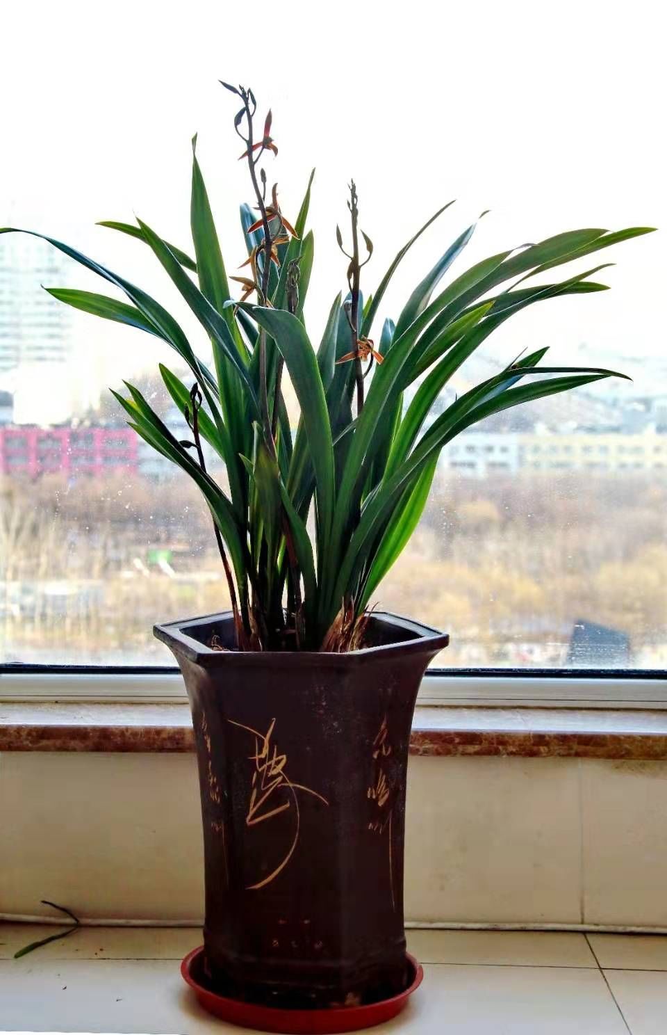 如兰分享牧雨宅家拍墨兰