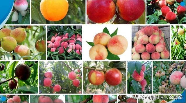 图说桃标准化栽培,如何选择园地,品种是关键,你了解吗