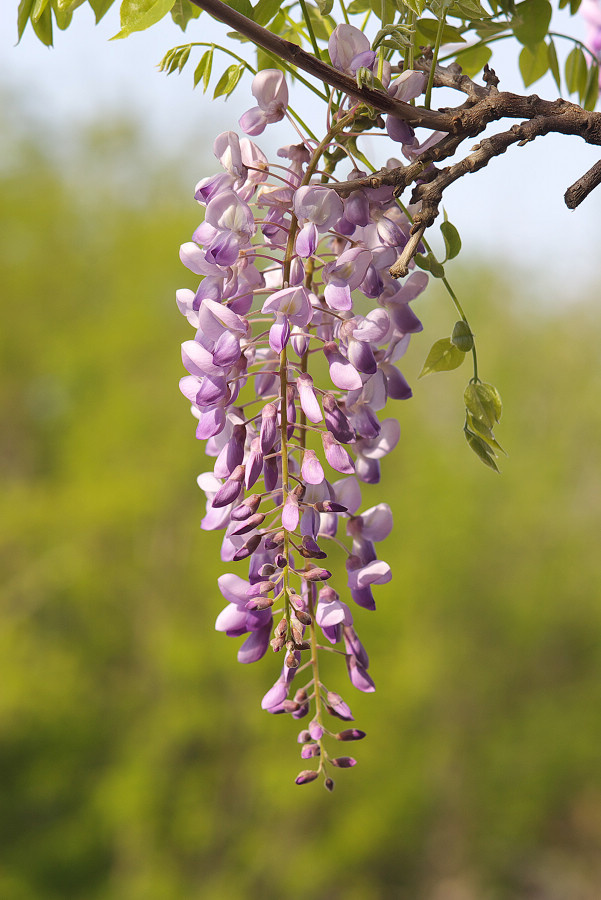 生肖女性格算命给身旁非常多人带去鼓舞和努力影响的生肖女