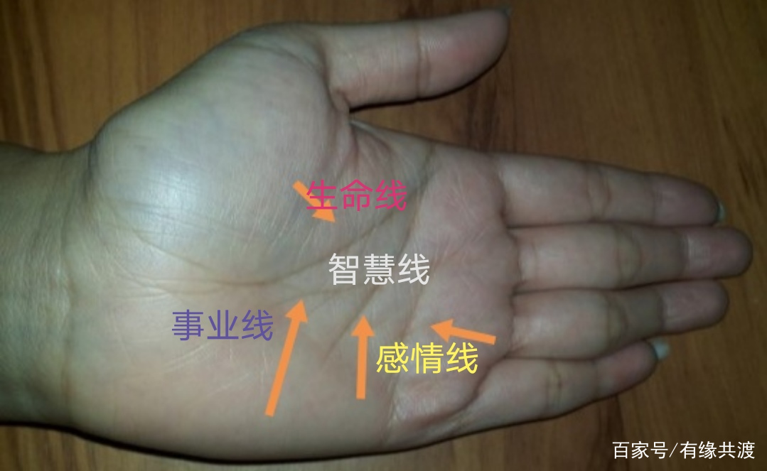 生命线 ,智慧线,感情线,事业线有与生命线相关的纹路1,生命线靠大拇指