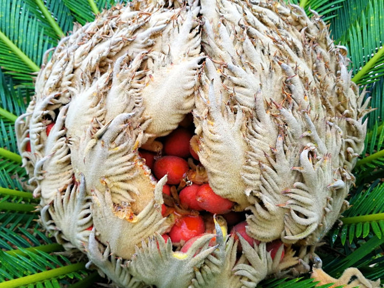 这树传说千年开一次花,果实俗称凤凰蛋,有镇咳祛痰功效,真少见
