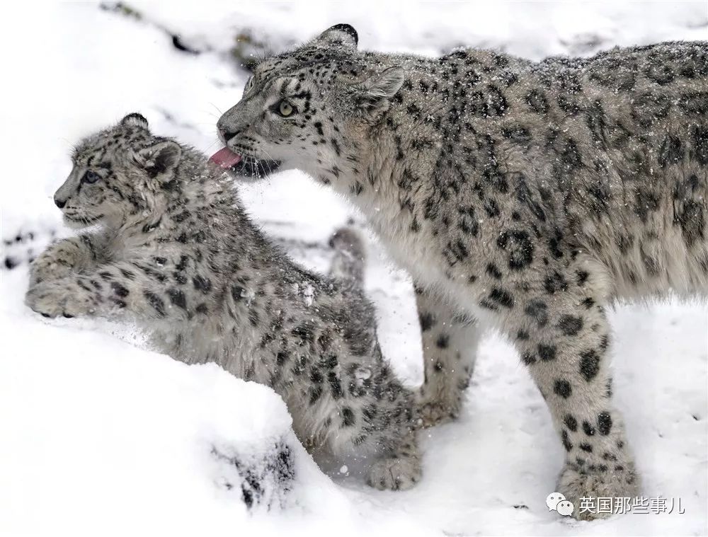 摄影师记录下雪豹母女有爱日常毛茸茸大尾巴也太好吸了