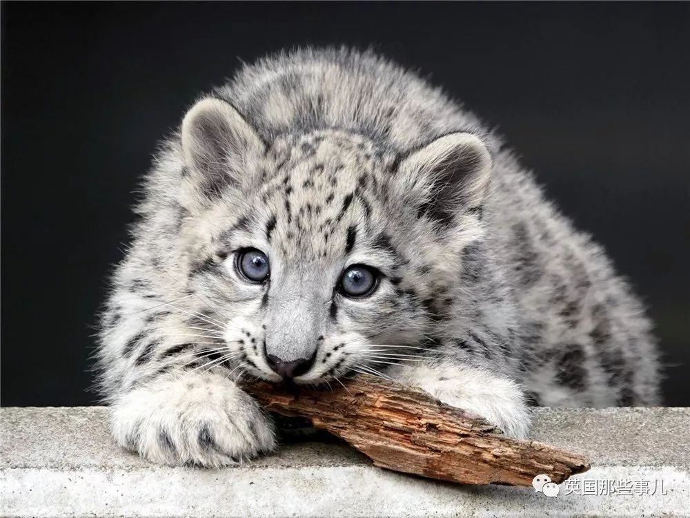 摄影师记录下雪豹母女有爱日常毛茸茸大尾巴也太好吸了