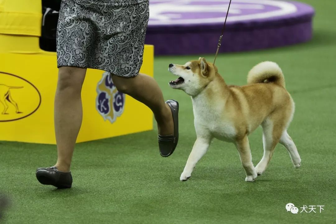 拉普赫德犬图片