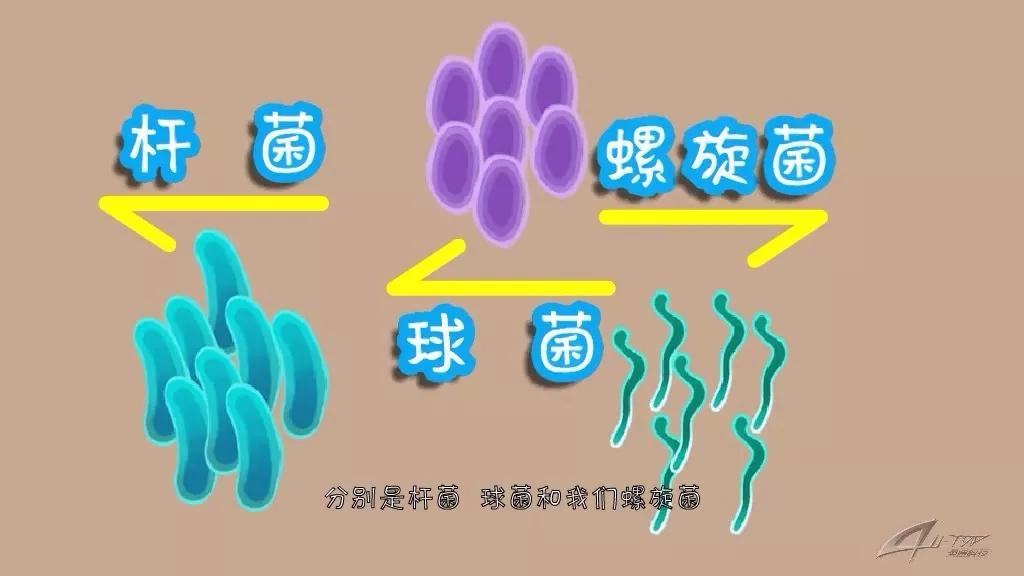 大部分細菌根據形狀分為三類,分別是桿菌,球菌和螺旋菌