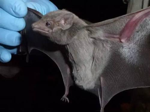 吸血蝙蝠唾液中含有防止家畜血液凝固的抗凝血因子,而且身上还